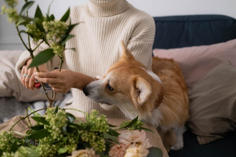 Nên đánh lô bao nhiêu khi mơ thấy chó quấn quýt