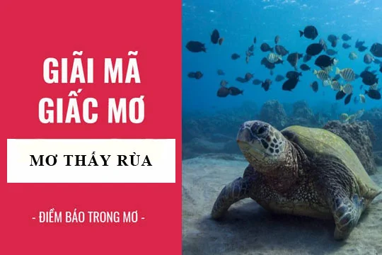 Giải Mã Chi Tiết Các Giấc Mơ Thấy Rùa