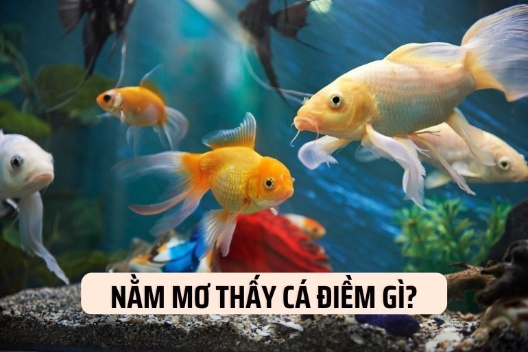 Giải mã giấc mơ thấy cá Điềm báo may mắn hay xui xẻo?