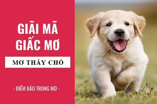 Ý Nghĩa Chung Khi Mơ Thấy Chó